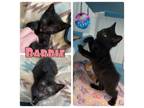 Adopt Barbie - NN - SR4 a Domestic Short Hair