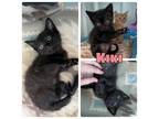 Adopt Kiki - NN - SR4 a Domestic Short Hair