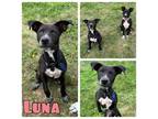 Adopt Luna - NN a Labrador Retriever