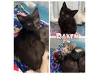 Adopt Raven - NN - SR4 a Domestic Short Hair