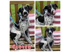 Adopt Clover - NN a Pointer, Australian Cattle Dog / Blue Heeler