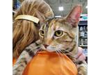 Adopt Sophie a Domestic Short Hair