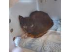 Adopt Calista: Rodent Responder, Adoption Fees Waived! a Domestic Short Hair