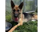 Adopt Beanie Baby a German Shepherd Dog