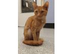 Adopt Loralei a Domestic Short Hair