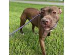 Adopt Piper a American Staffordshire Terrier
