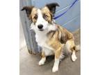 Adopt Blue HW(-) NOT AVAILABLE UNTIL 5/16 a Australian Shepherd, Mixed Breed