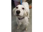Adopt DeDe a English Setter, Mixed Breed