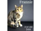 Adopt Frannie a Domestic Short Hair