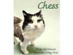 Adopt Chess a Domestic Long Hair