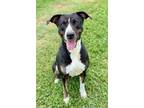 Adopt Gemma a Pit Bull Terrier