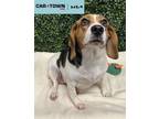 Adopt Scoopski Potatoes a Beagle