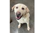 Adopt Maisey a Labrador Retriever