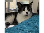 Adopt Appt. Pending - Dolly a Domestic Short Hair, Tabby