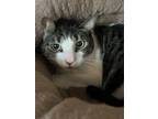 Adopt Layla a Domestic Short Hair, Tabby