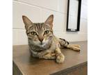 Adopt Imperial Red a Domestic Short Hair