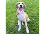 Adopt Embroidery a Hound