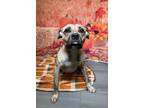 Adopt Trinity a Boxer, Terrier