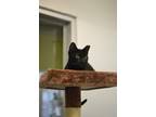 Adopt Hilly a Domestic Short Hair