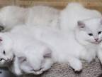 Ragdoll Male And Female