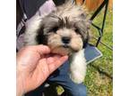 Bichon Frise Puppy for sale in Laurel, DE, USA