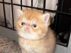 Exotic Shorthair Red And White Male Kitten