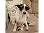 Adopt Cecelia a Terrier