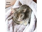 Adopt Anna Grace a Domestic Short Hair