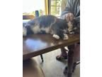 Adopt Smokey a Domestic Short Hair