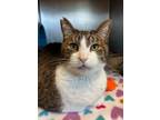 Adopt Spider a Domestic Short Hair