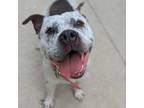 Adopt Cucumber a American Staffordshire Terrier