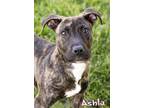 Adopt Ashla a Pit Bull Terrier, Mixed Breed