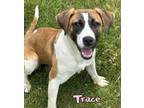 Adopt Trace a Mixed Breed