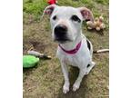 Adopt Plum a Pit Bull Terrier, Mixed Breed