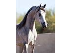 Purebred gray Arabian - World Champion Pedigree
