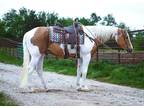 Woody~Extra Flashy*Fun*Gentle*4-h/Trail/Family Paint Gelding
