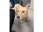 Adopt Snowy 30166 a Shepherd, Mixed Breed