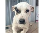 Adopt Princess FC Robert S a Terrier, Mixed Breed