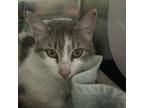 Adopt Mother Gothel a Domestic Short Hair