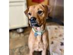 Adopt Remy a Mixed Breed