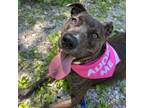 Adopt Holly a Pit Bull Terrier, Mixed Breed
