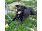 Adopt Mooney a Labrador Retriever, Mixed Breed