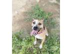Adopt AVON a Pit Bull Terrier, Mixed Breed