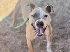 Adopt TINA a Pit Bull Terrier