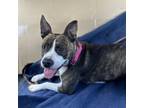 Adopt Lucie Lou a Pit Bull Terrier