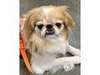 Adopt Junebug a Japanese Chin