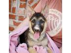 Adopt Stevie a German Shepherd Dog