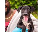 Adopt Pria a Black Mouth Cur, Labrador Retriever
