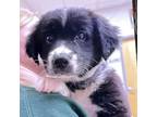 Adopt Nora- 051010S a Labrador Retriever, Border Collie