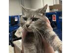 Adopt Crumpet(Lilly)- 032612S 1 a Domestic Short Hair
